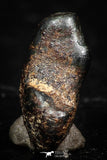 05285 - Taza (NWA 859) Iron Ungrouped Plessitic Octahedrite Meteorite 0.8g