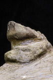 07024 - Museum Grade 12 Inch Globidens phosphaticus (Mosasaur) Left Hemi-Jaw Cretaceous