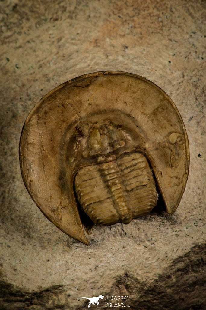 30046 - Extremely Rare Scotoharpes spasskii Middle Ordovician Trilobite Russia