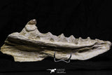 07024 - Museum Grade 12 Inch Globidens phosphaticus (Mosasaur) Left Hemi-Jaw Cretaceous