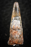 07061 - Top Beautiful 0.89 Inch Pterosaur (Coloborhynchus) Tooth Cretaceous KemKem