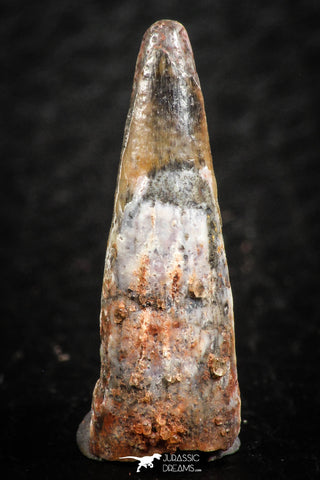 07061 - Top Beautiful 0.89 Inch Pterosaur (Coloborhynchus) Tooth Cretaceous KemKem
