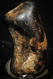 05286 - Taza (NWA 859) Iron Ungrouped Plessitic Octahedrite Meteorite 0.7g ORIENTED