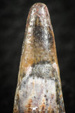 07061 - Top Beautiful 0.89 Inch Pterosaur (Coloborhynchus) Tooth Cretaceous KemKem