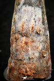 07061 - Top Beautiful 0.89 Inch Pterosaur (Coloborhynchus) Tooth Cretaceous KemKem