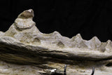 07024 - Museum Grade 12 Inch Globidens phosphaticus (Mosasaur) Left Hemi-Jaw Cretaceous