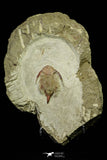 21043 - Top Rare New Lichid Parvilichas marochii n. sp. Lower Ordovician Trilobite Fezouata Formation