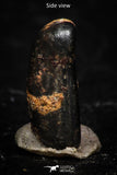 05286 - Taza (NWA 859) Iron Ungrouped Plessitic Octahedrite Meteorite 0.7g ORIENTED