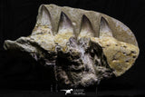 07025 - Stunning 11.8 Inch Mosasaur (Prognathodon anceps) Partial Left Hemi-Maxillary Cretaceous