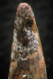07061 - Top Beautiful 0.89 Inch Pterosaur (Coloborhynchus) Tooth Cretaceous KemKem