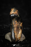 05286 - Taza (NWA 859) Iron Ungrouped Plessitic Octahedrite Meteorite 0.7g ORIENTED