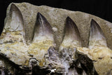 07025 - Stunning 11.8 Inch Mosasaur (Prognathodon anceps) Partial Left Hemi-Maxillary Cretaceous