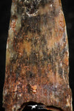 07061 - Top Beautiful 0.89 Inch Pterosaur (Coloborhynchus) Tooth Cretaceous KemKem