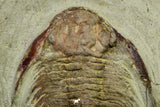 21043 - Top Rare New Lichid Parvilichas marochii n. sp. Lower Ordovician Trilobite Fezouata Formation