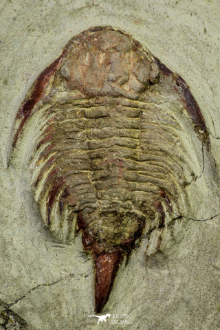 21043 - Top Rare New Lichid Parvilichas marochii n. sp. Lower Ordovician Trilobite Fezouata Formation