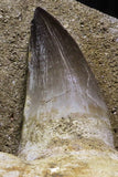 07025 - Stunning 11.8 Inch Mosasaur (Prognathodon anceps) Partial Left Hemi-Maxillary Cretaceous