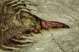 21043 - Top Rare New Lichid Parvilichas marochii n. sp. Lower Ordovician Trilobite Fezouata Formation