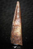 07062 - Top Quality 1.16 Inch Pterosaur (Coloborhynchus) Tooth Cretaceous KemKem
