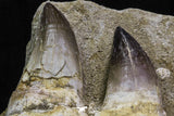07025 - Stunning 11.8 Inch Mosasaur (Prognathodon anceps) Partial Left Hemi-Maxillary Cretaceous