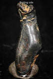 05287 - Taza (NWA 859) Iron Ungrouped Plessitic Octahedrite Meteorite 0.5g ORIENTED