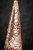 07062 - Top Quality 1.16 Inch Pterosaur (Coloborhynchus) Tooth Cretaceous KemKem