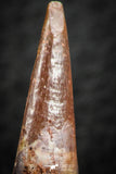 07062 - Top Quality 1.16 Inch Pterosaur (Coloborhynchus) Tooth Cretaceous KemKem