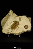 30047 - Spectacular Paraceraurus ingricus + Cystoid Middle Ordovician Trilobite Russia