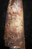 07062 - Top Quality 1.16 Inch Pterosaur (Coloborhynchus) Tooth Cretaceous KemKem