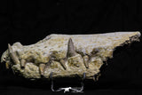 07026 - Museum Grade 7.67 Inch Dyrosaurus phosphaticus Fully Articulated Nose