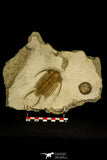 30047 - Spectacular Paraceraurus ingricus + Cystoid Middle Ordovician Trilobite Russia