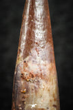 07062 - Top Quality 1.16 Inch Pterosaur (Coloborhynchus) Tooth Cretaceous KemKem