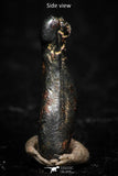 05287 - Taza (NWA 859) Iron Ungrouped Plessitic Octahedrite Meteorite 0.5g ORIENTED
