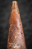 07062 - Top Quality 1.16 Inch Pterosaur (Coloborhynchus) Tooth Cretaceous KemKem