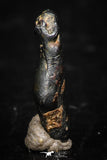 05287 - Taza (NWA 859) Iron Ungrouped Plessitic Octahedrite Meteorite 0.5g ORIENTED