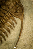 30047 - Spectacular Paraceraurus ingricus + Cystoid Middle Ordovician Trilobite Russia