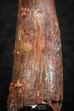 07062 - Top Quality 1.16 Inch Pterosaur (Coloborhynchus) Tooth Cretaceous KemKem
