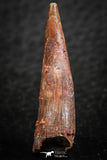 07062 - Top Quality 1.16 Inch Pterosaur (Coloborhynchus) Tooth Cretaceous KemKem