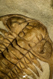 30047 - Spectacular Paraceraurus ingricus + Cystoid Middle Ordovician Trilobite Russia