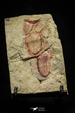 21044 - Colorful Asaphellus fezouatensis + Phacopid Indet Lower Ordovician Trilobites Fezouata Fm