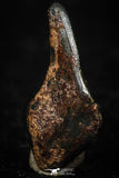 05288 - Taza (NWA 859) Iron Ungrouped Plessitic Octahedrite Meteorite 0.6g ORIENTED