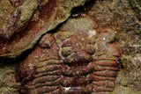 21044 - Colorful Asaphellus fezouatensis + Phacopid Indet Lower Ordovician Trilobites Fezouata Fm