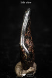 05288 - Taza (NWA 859) Iron Ungrouped Plessitic Octahedrite Meteorite 0.6g ORIENTED