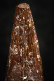 07063 - Top Beautiful 0.66 Inch Pterosaur (Coloborhynchus) Tooth Cretaceous KemKem