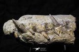 07026 - Museum Grade 7.67 Inch Dyrosaurus phosphaticus Fully Articulated Nose