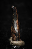 05288 - Taza (NWA 859) Iron Ungrouped Plessitic Octahedrite Meteorite 0.6g ORIENTED