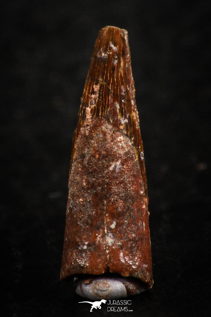 07063 - Top Beautiful 0.66 Inch Pterosaur (Coloborhynchus) Tooth Cretaceous KemKem