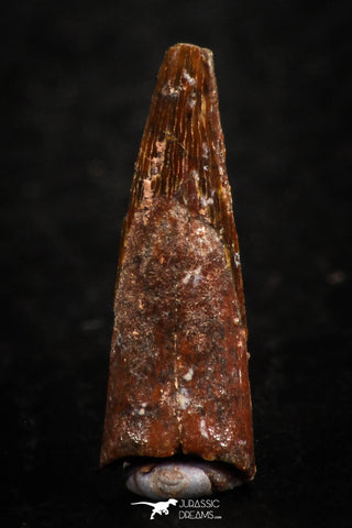 07063 - Top Beautiful 0.66 Inch Pterosaur (Coloborhynchus) Tooth Cretaceous KemKem