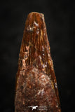 07063 - Top Beautiful 0.66 Inch Pterosaur (Coloborhynchus) Tooth Cretaceous KemKem