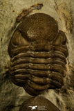 30048 - Beautiful Association 2 Lochovella (Reedops) deckeri Lower Devonian Trilobites - Oklahoma USA