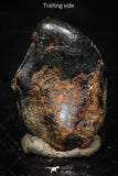 05289 - Taza (NWA 859) Iron Ungrouped Plessitic Octahedrite Meteorite 0.9g ORIENTED